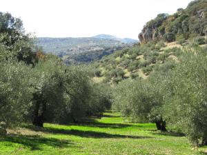 olive trees near Illora