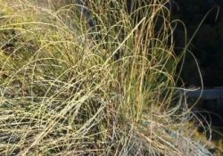 esparto grass