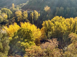 IMG_20151105_111644390_HDR